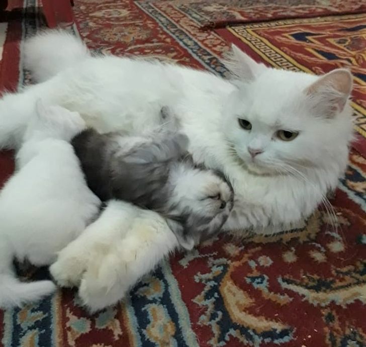 d27b9e5640a0d354b534432602