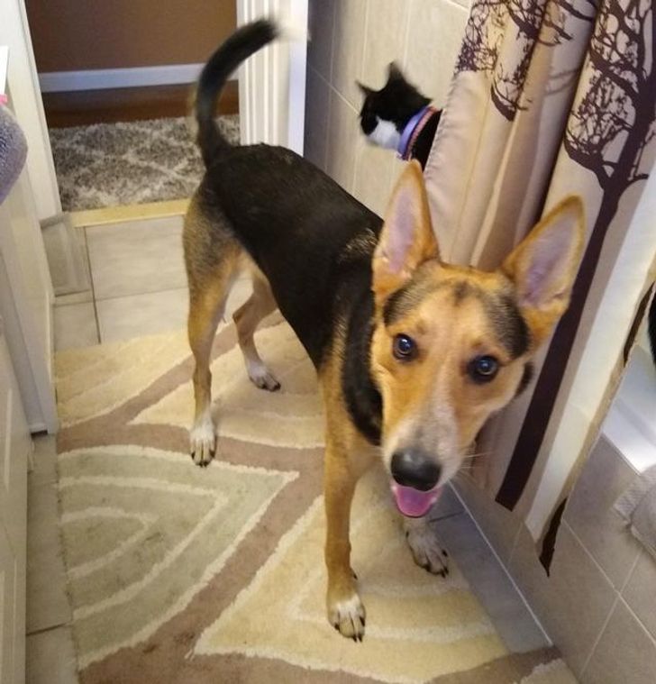 d29fc4562cacca9d8d5e4ac662