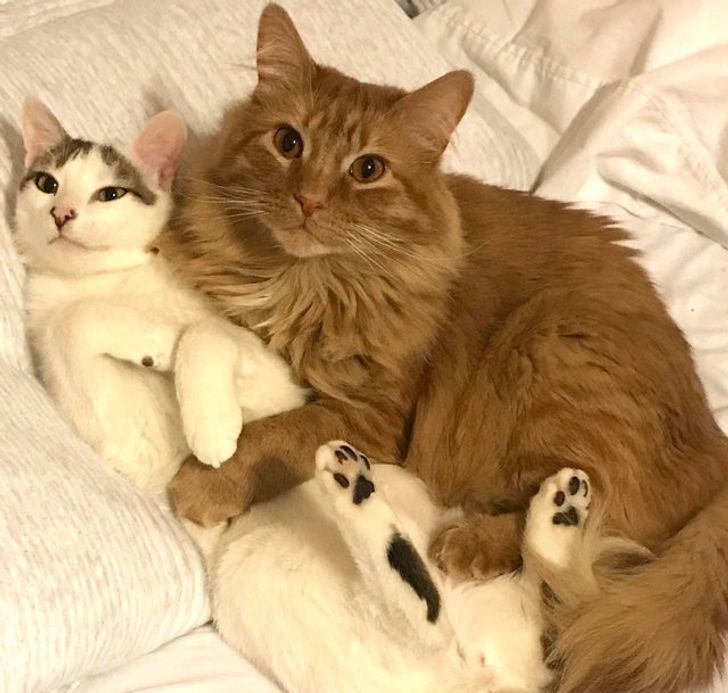 d3704e558a9783899b58caedbe