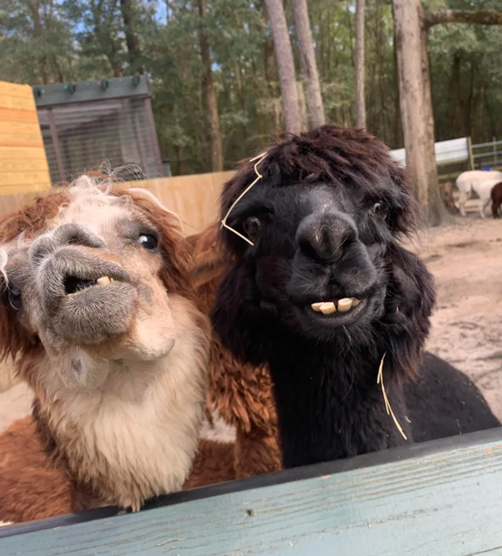 d40a0d5adea1a59755b816aabe