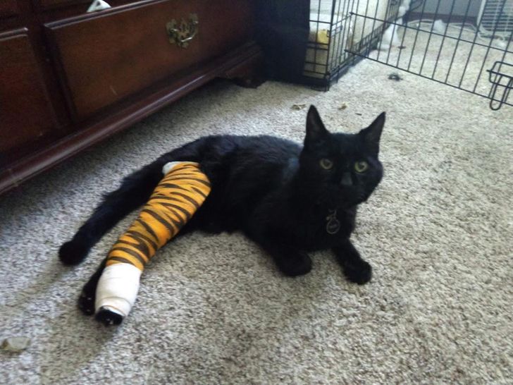 d5a2e659a988b433efbfeea28a