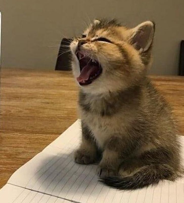 d6a114598b9c01256054b1b4f0