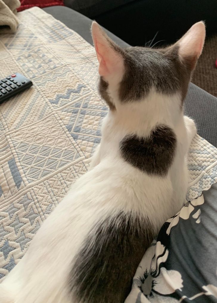 d726005809bc3aa874b01bef31