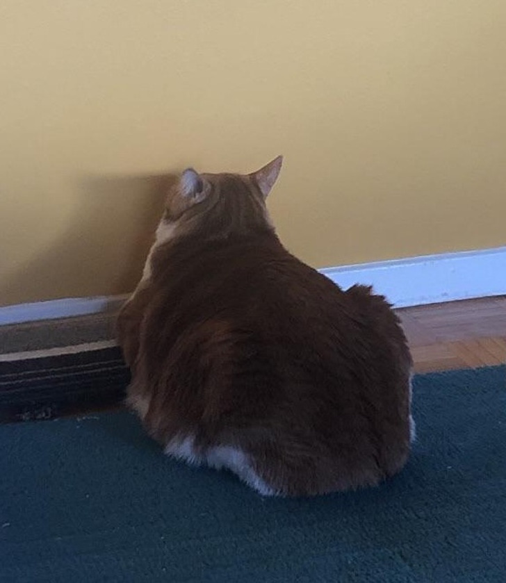 d8185a545381ea8c13cf972500