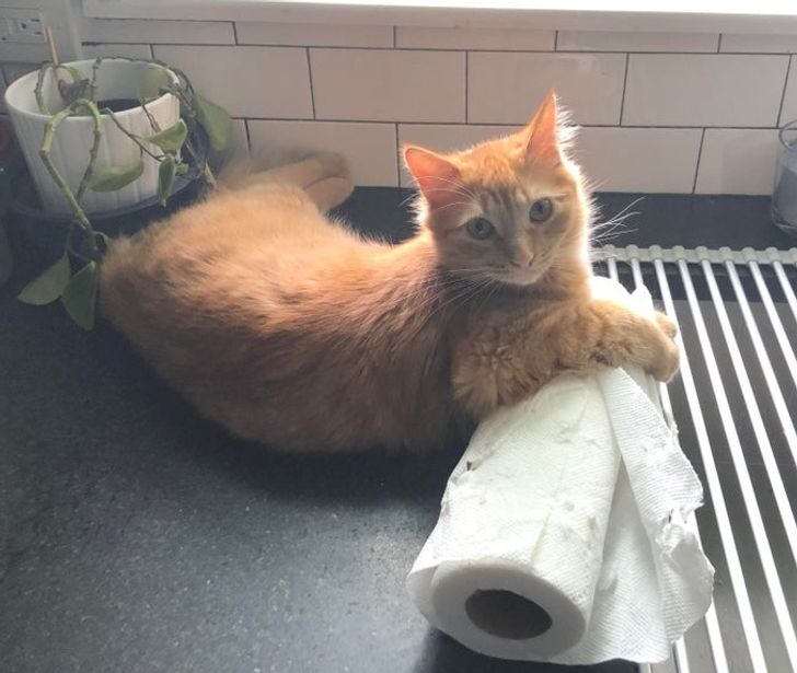 d81ad4592b8f2f1fc0f29d7540