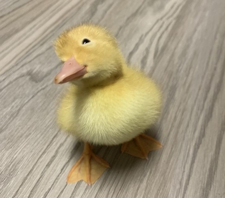 d83bcc5dfd8a42800b637bc091