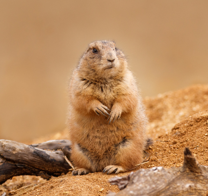 d84ddb52a683328ebfd3531d70