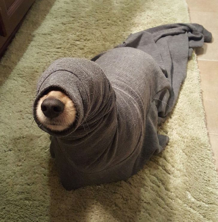 d8c9e35f77abfe5ebf663fe6ee