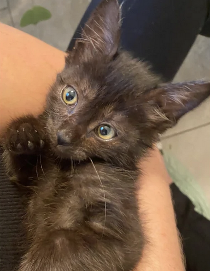 d926775fe7ae0dcaa599063f50