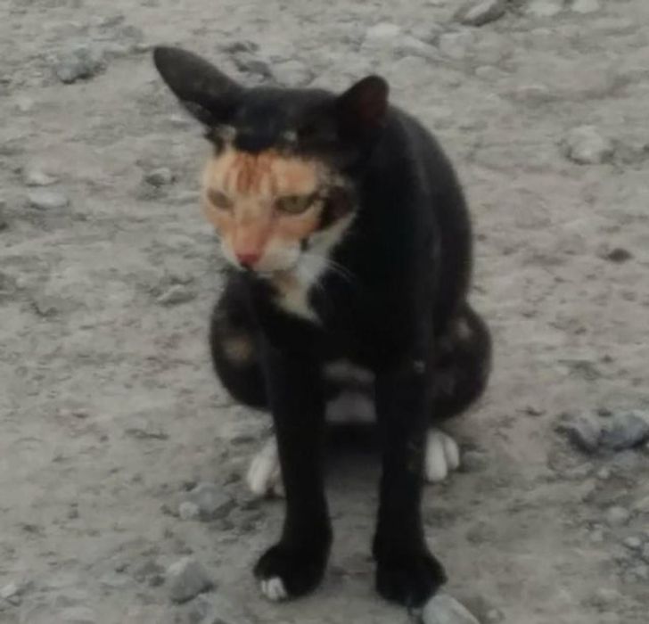 d92adb5c288e42e5c38887a54f