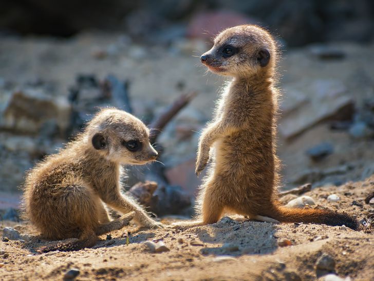 d95b8a501e8b8164021ad0f603