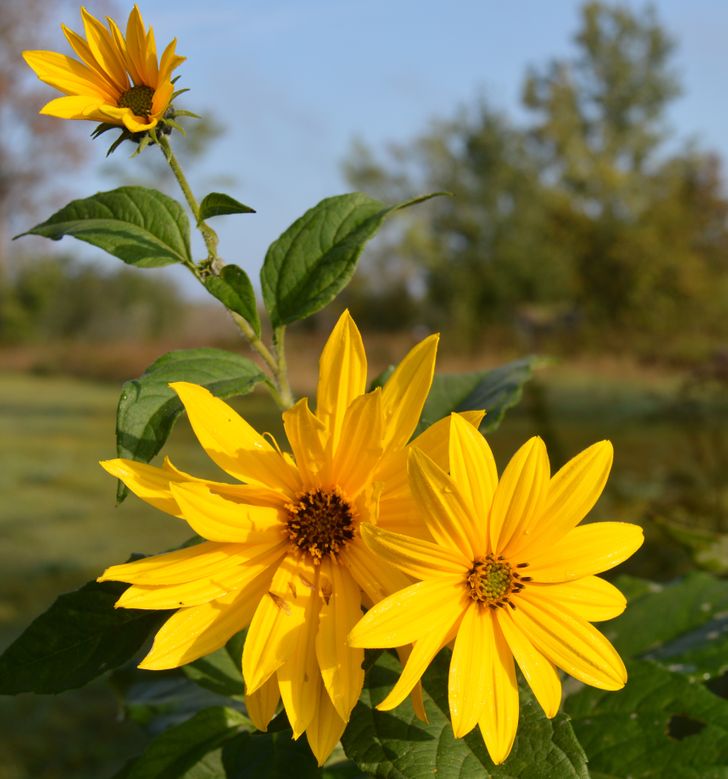 d9a93c5212938371321bedf62d