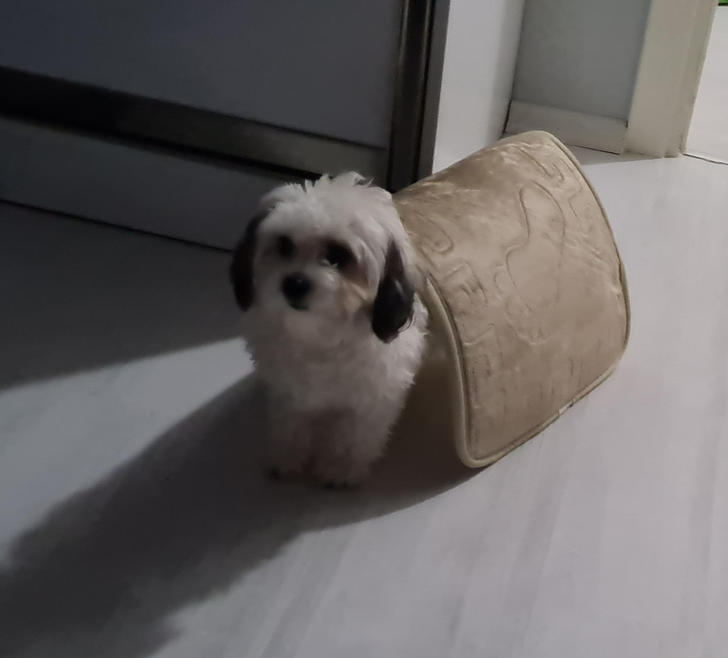 da042e5ad088697712ae28124a