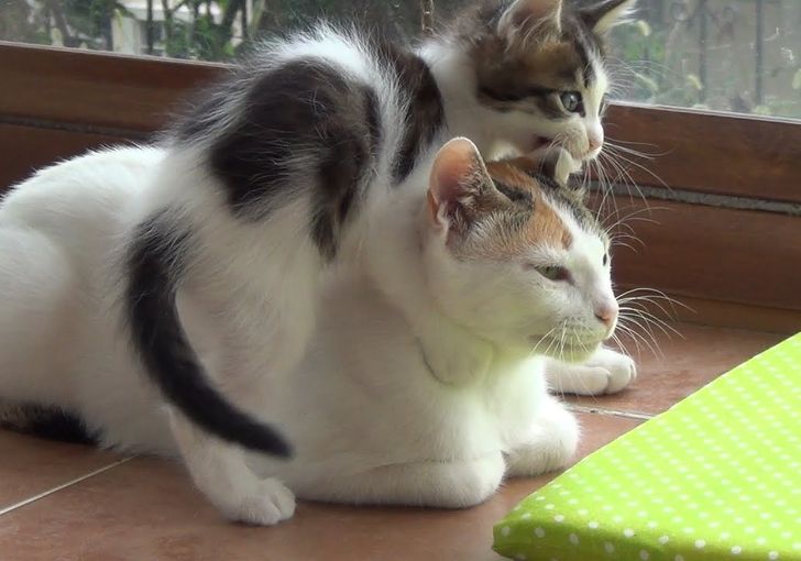 daaf105196845a443fef99e4e6