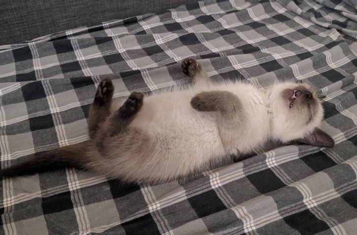 dab78651f4b0b6453b709d930c