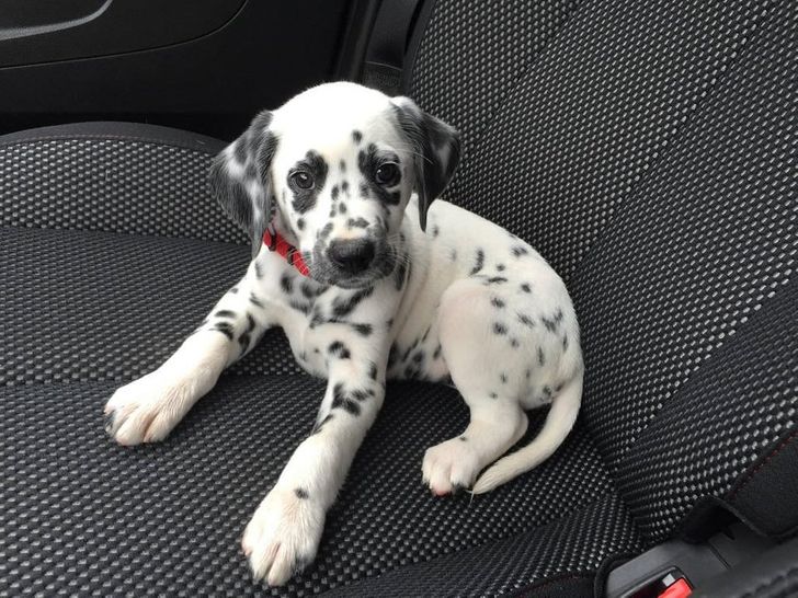 dad4875231b2cb2b7919129854