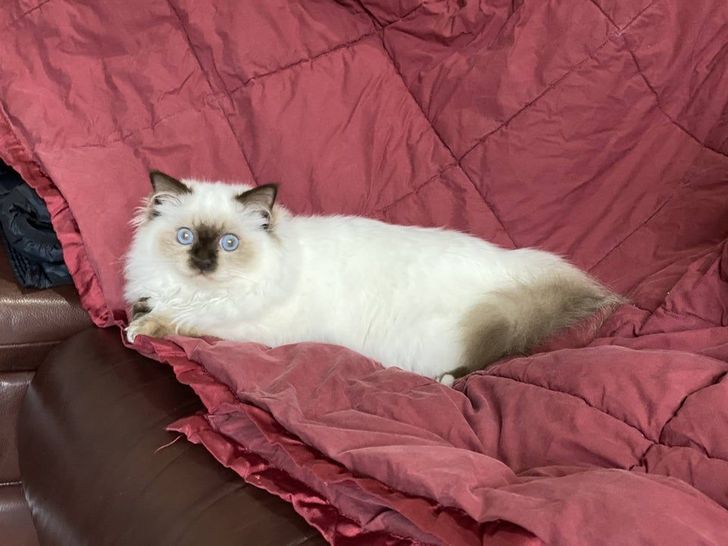 dadbcb53d196235e4547593224