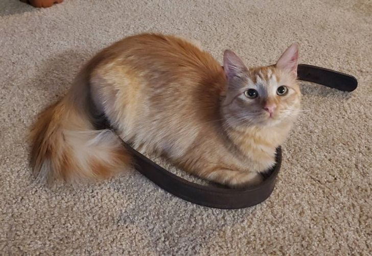 dae06d5c59819c973c825ee386