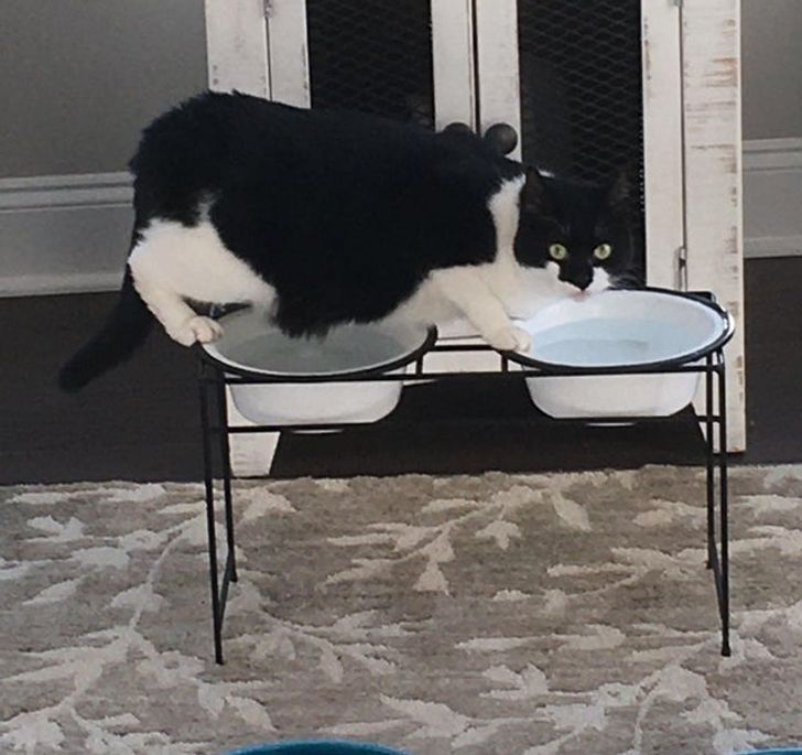 dc390a568ea042a0318ad721c4