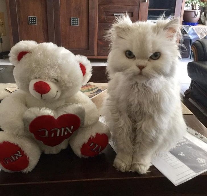 dca3e75bab99d6e94dd9f722d4