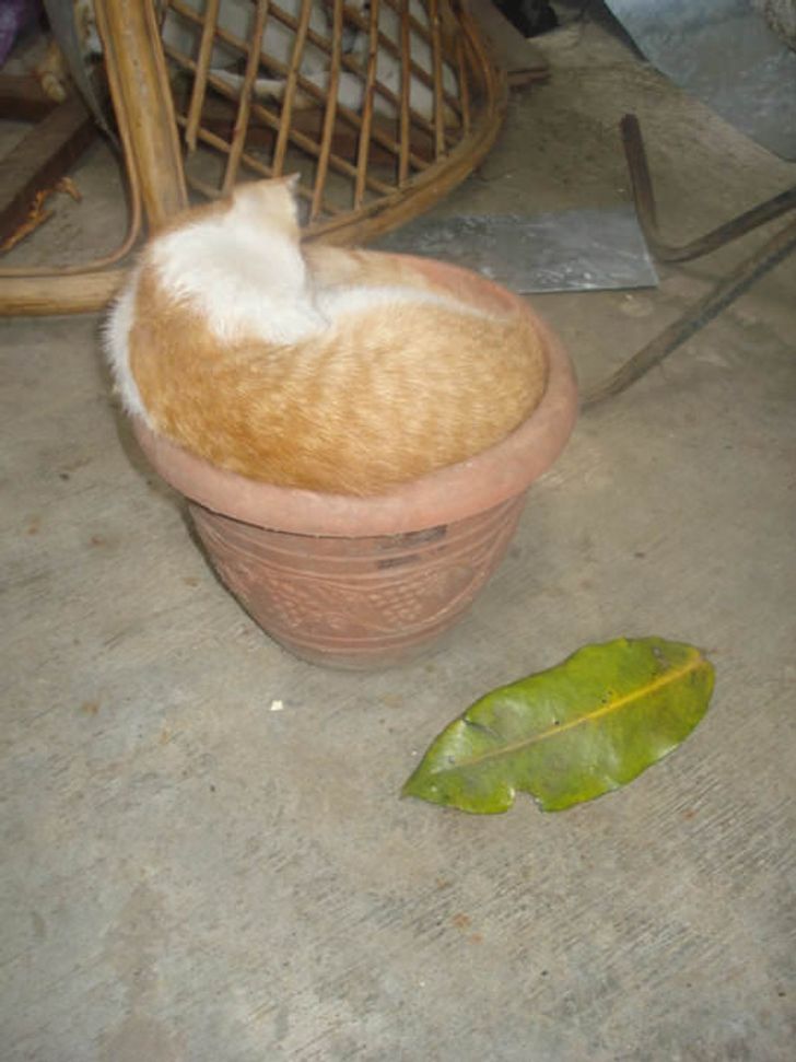 ddb4815b488039591ecbdfce67