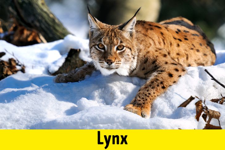 e121385f25a48498aa5acae95c