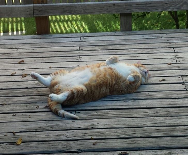 e227fe5b94bc907ef89936a421