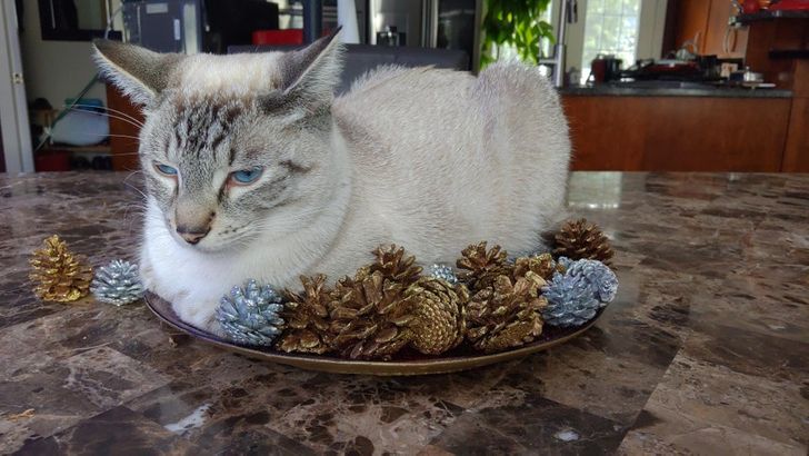 e2da2257858db755cc7320e6a5