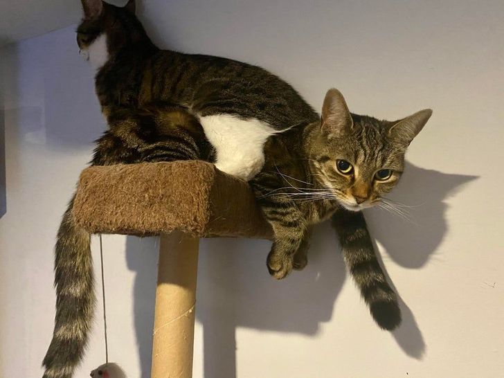 e341035bb082c21b3671440fa2