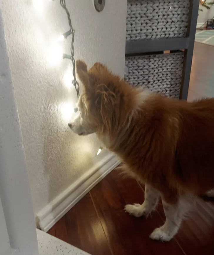 e45d615124993fbefc8a434e04