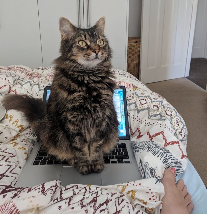 e462125185ba5588d103d85679