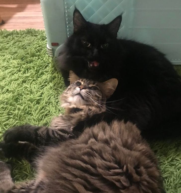 e526e75f8eae225d1f929af802