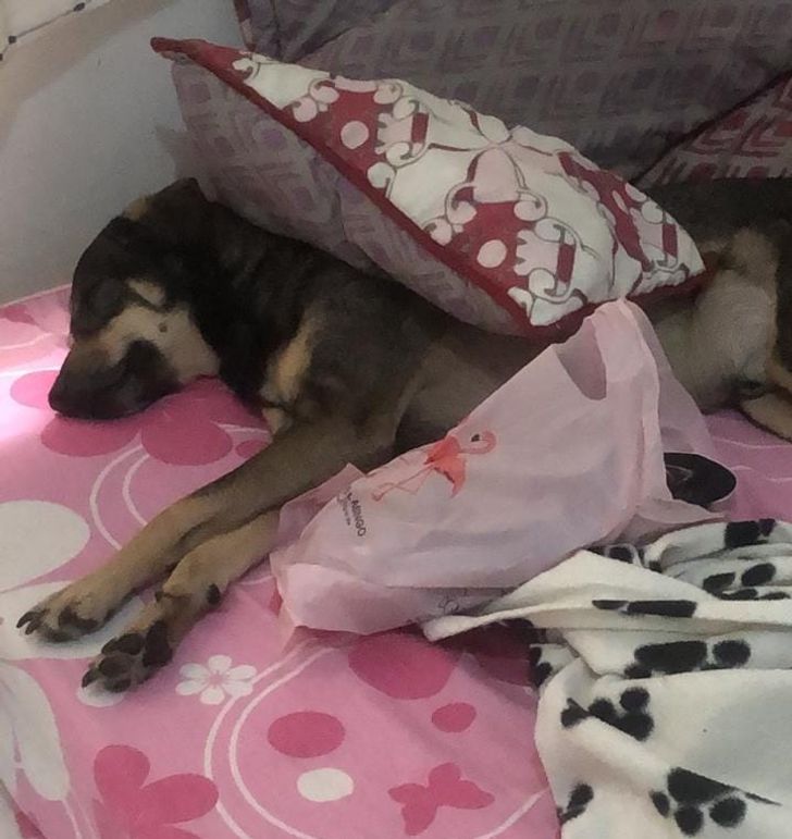 e6068956b78d54a768ea58f3fa