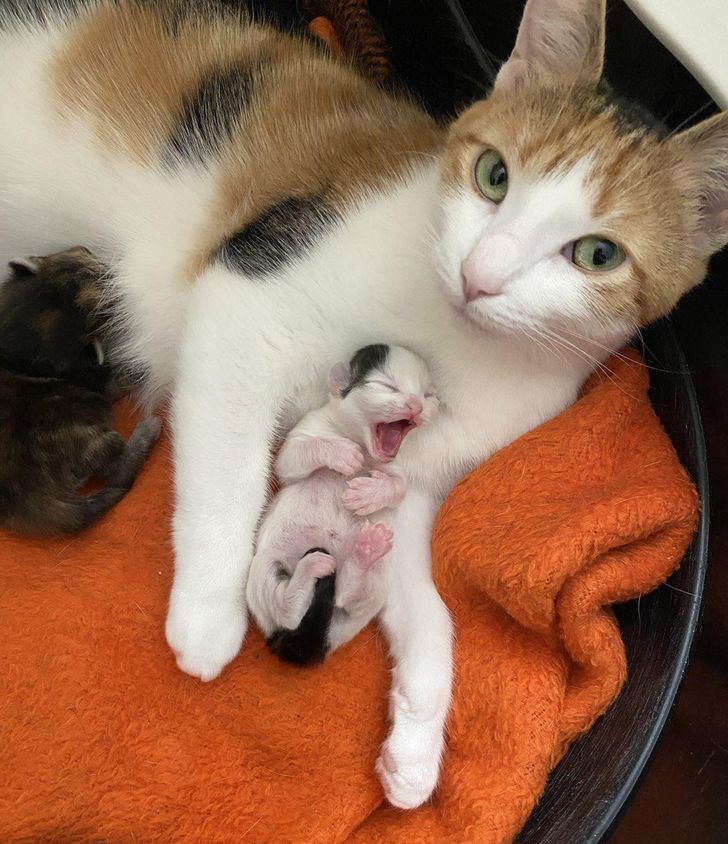 e631dd5262a4a79e7e99feec50