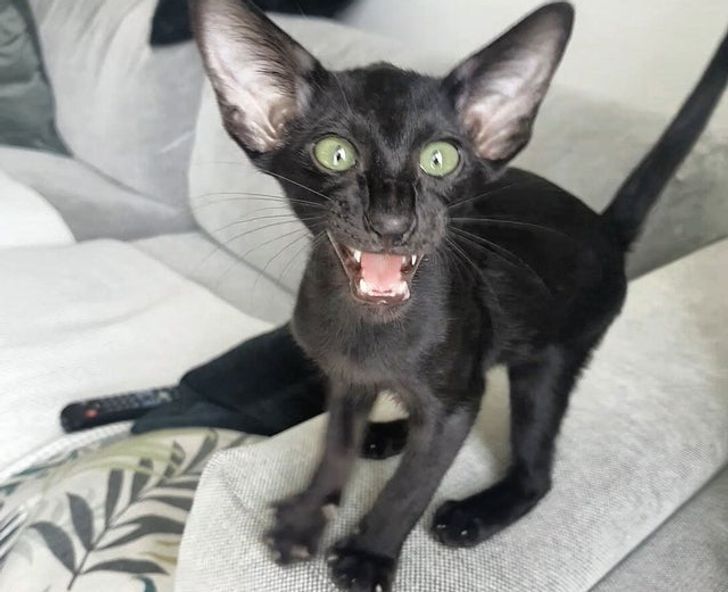 e6599952e69acfff01666ade5b