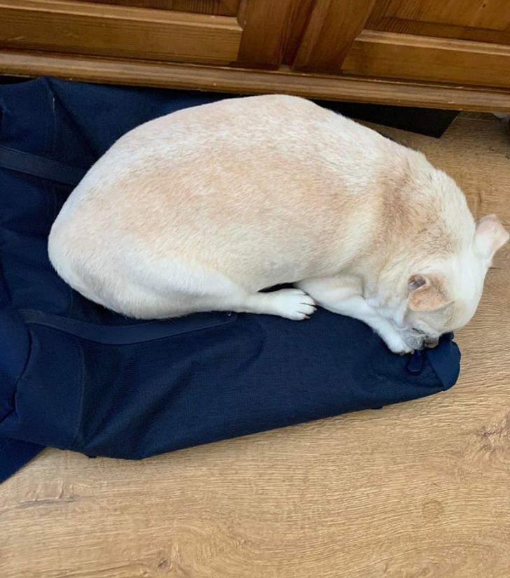 e6829758b581ea8f928c7607de