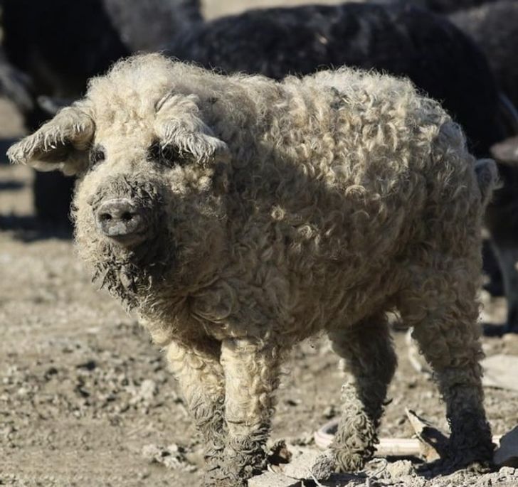 e6a35750f7b6b00b9bc7d0bae0