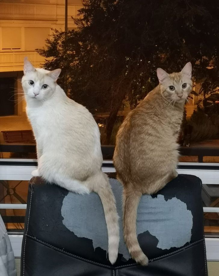 e6e6e857e8834da17c78444095