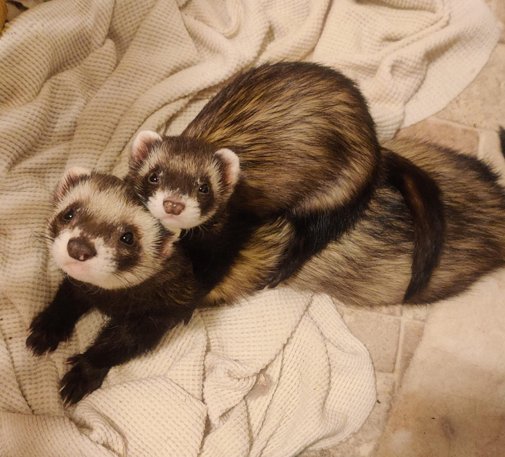 e739c3581694684e85f497e0ac