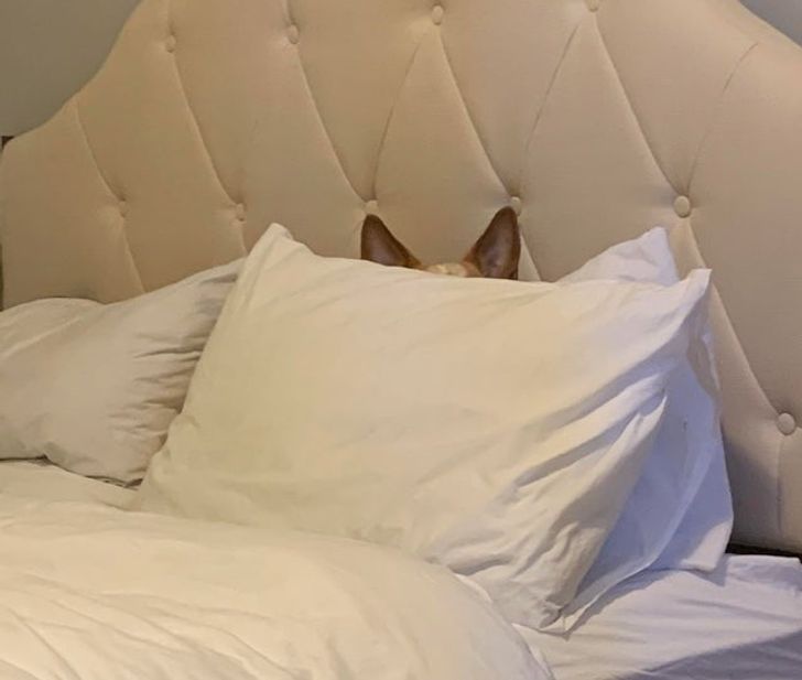 e80aa255e09a4922bd49f41308