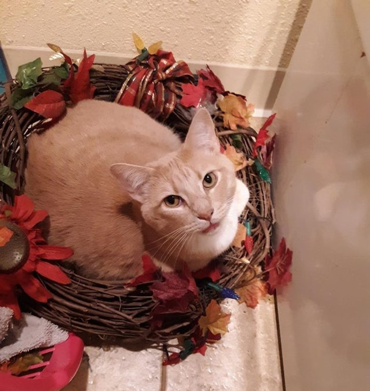 e88269532db3178919730d6795