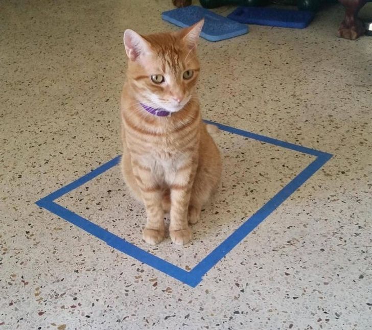 ea03285ea18b468703dd812549