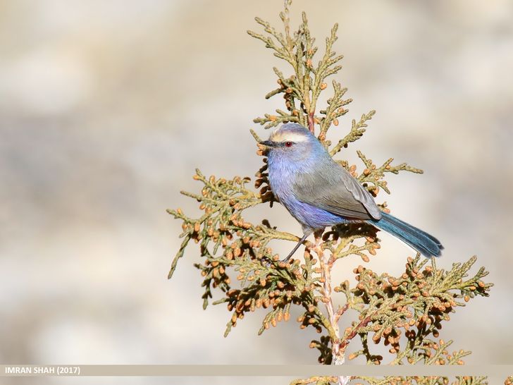 eaf9bd54809cf40fba028539fc