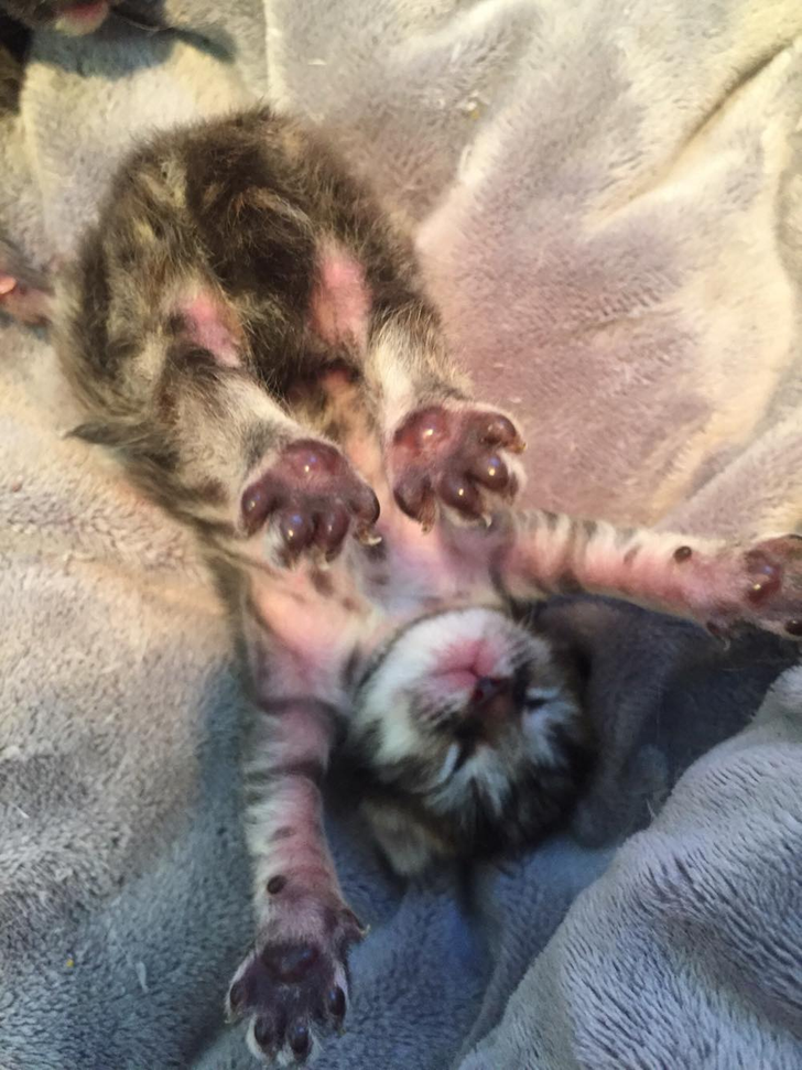 ecd298525a8b081516265c966f