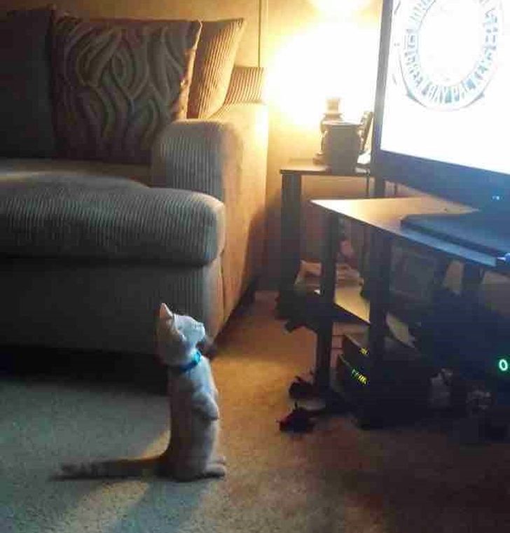 ed417956dbb1f2ff944818c897