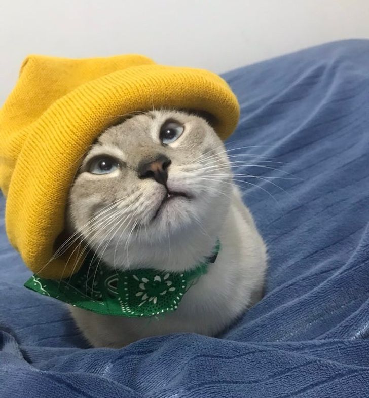 ed66745c65a504301c31fc0711