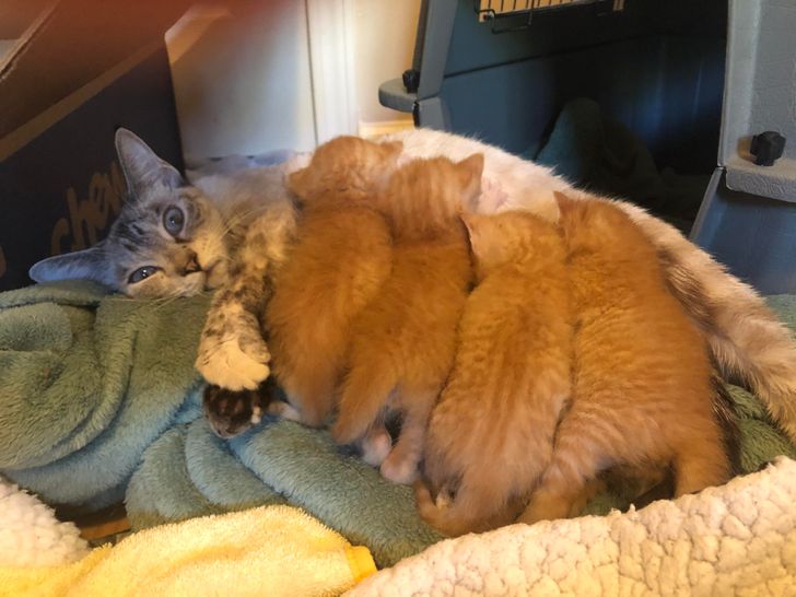 ef03ed5c179524e6e02cdebafc