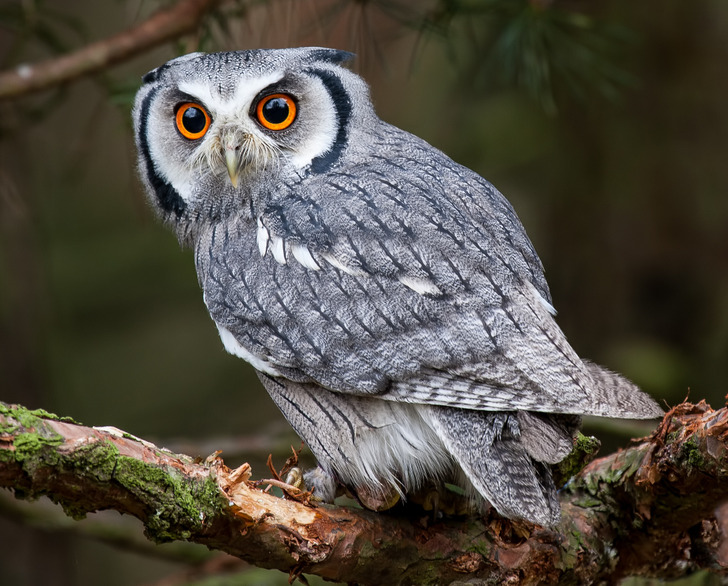 efcd875b7389d2a286108ab7d1