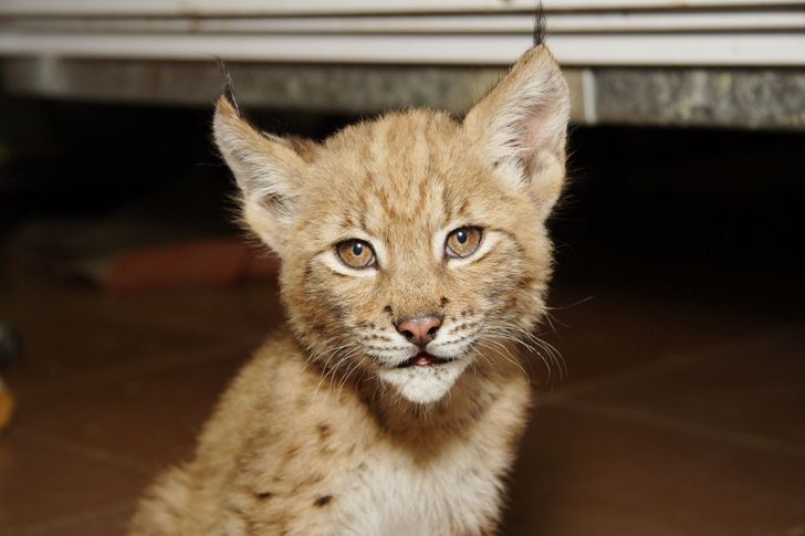 eff4a153c0aa29a454fb074486