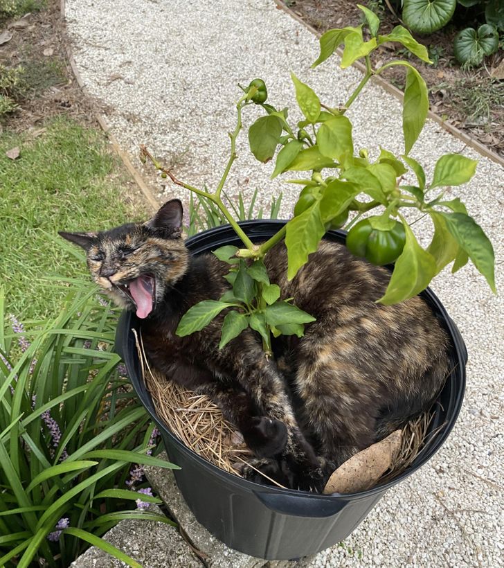 f01a0c5f8ab44aa81ff968e971